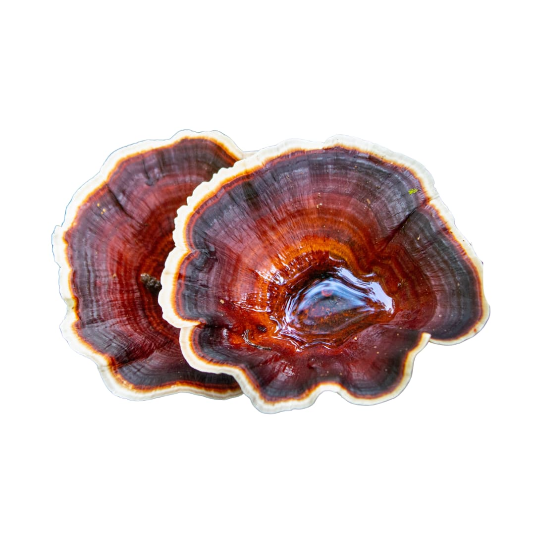 Reishi: Il Fungo dell’Equilibrio Immunitario