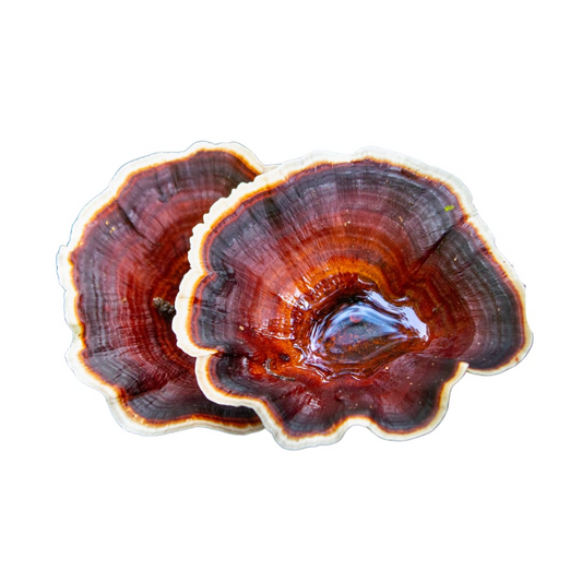 Reishi: Il Fungo dell’Equilibrio Immunitario