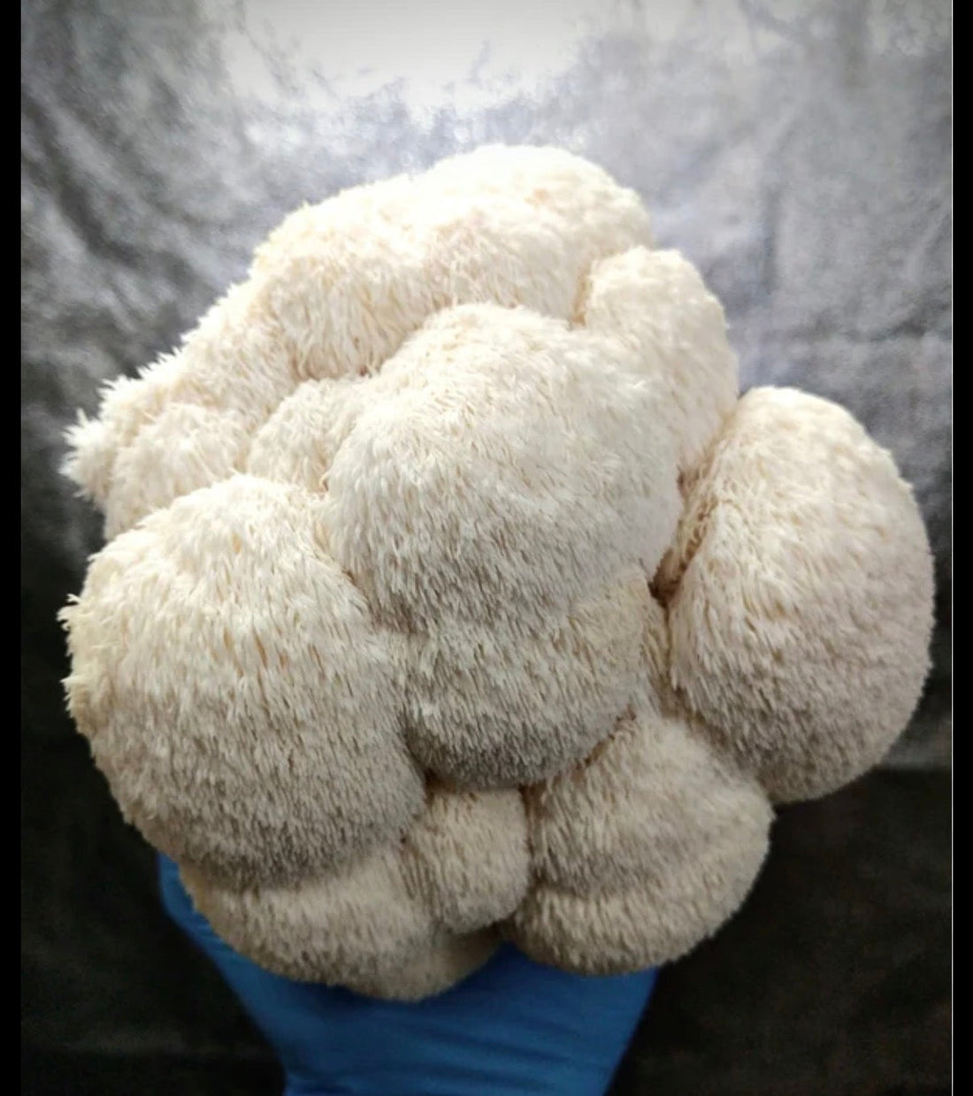 Lion’s Mane: il Fungo Medicinale che Supporta Memoria, Focus e Performance Mentale