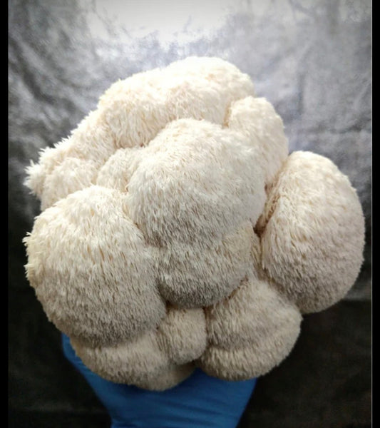 Lion’s Mane: il Fungo Medicinale che Supporta Memoria, Focus e Performance Mentale